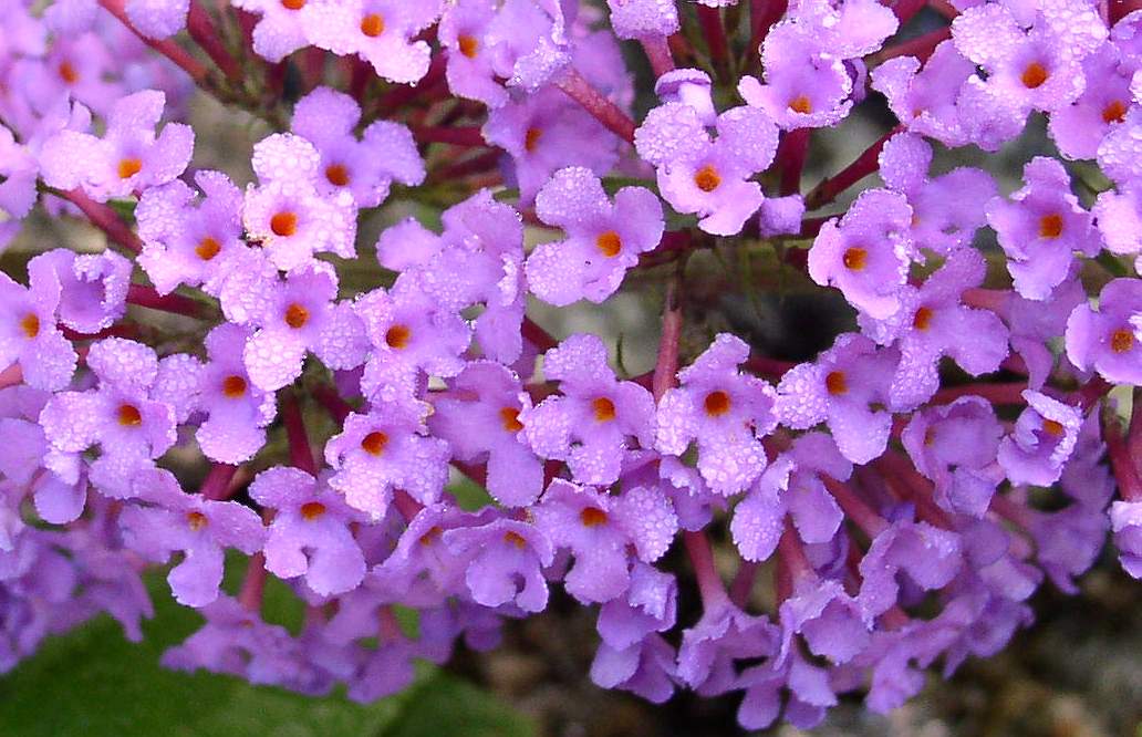 L''albero delle farfalle: la Buddleia davidii